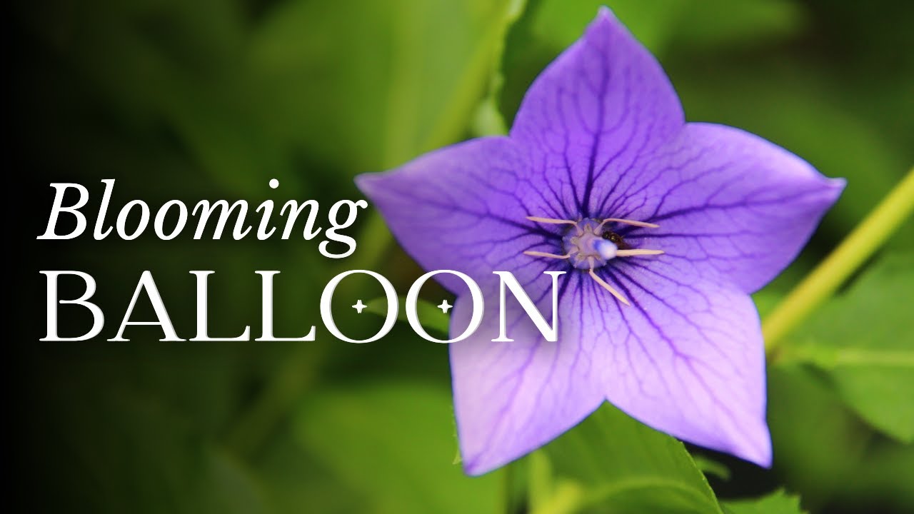 TIMELAPSE Balloon Flowers Blooming - YouTube