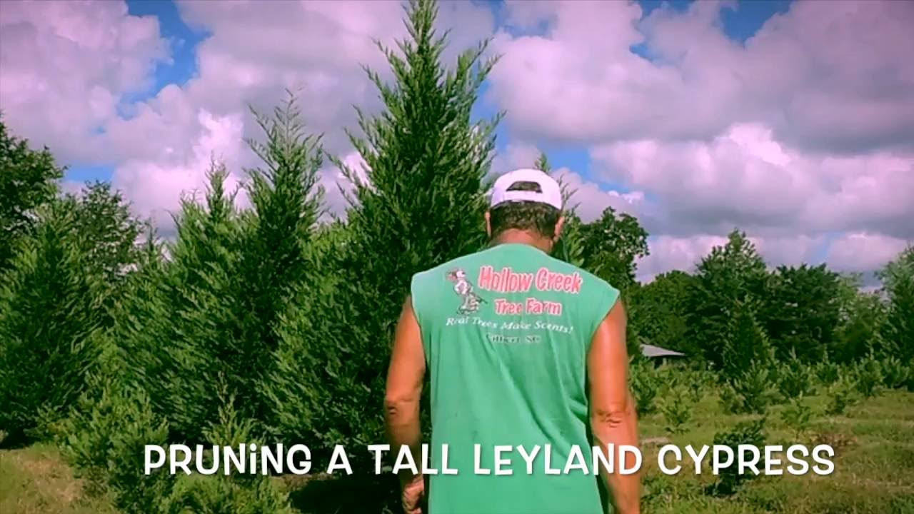 Pruning a Tall Leyland Cypress final edit