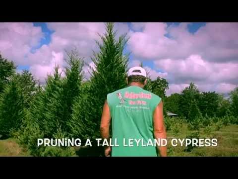 Video: Trimming av Leyland Cypress Trees: How And When To Prune Leyland Cypress