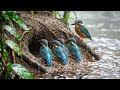 Mother Kingfisher Fights to Save Her Babies | Emotional Wildlife Story