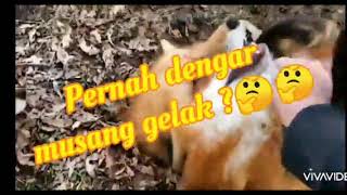 Musang ketawa 😱😱😱 #foxlaugh #musangketawa #viralmusangketawa