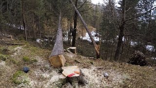 Fail felling tree breaks another small spruce - winching logs with tractor