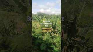 #sawah #suasanapedesaan #musik #sundaan #sundanis #sulingsundamerdu #kacapi_suling #pemandanganalam