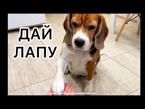 КАК НАУЧИТЬ СОБАКУ КОМАНДЕ ДАЙ ЛАПУ #дрессировка #воспитание #послушание #какнаучитьсобаку