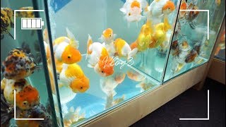 #3 vlog , 일산 킨텍스 2018 관상어 박람회 브이로그  an aquarium fish exhibition