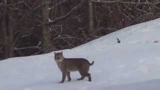 BOBCAT, COYOTE NORTH HAVEN, CT