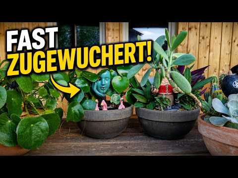 Colomi Deko-Schalen im Vorher-Nachher: Dieses Wachstum überrascht