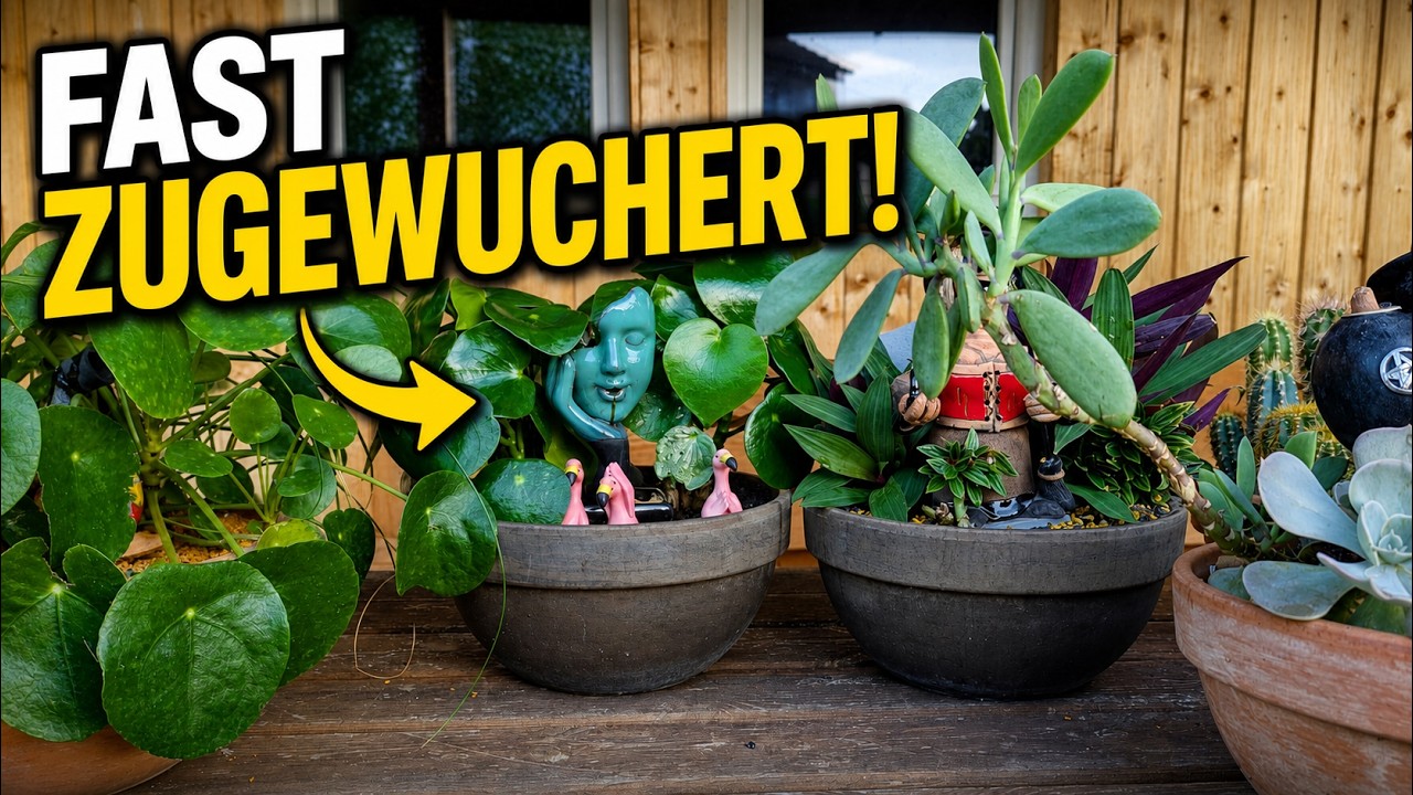Nur Wochen später: So sehen die bepflanzten Colomi Deko-Schalen aus