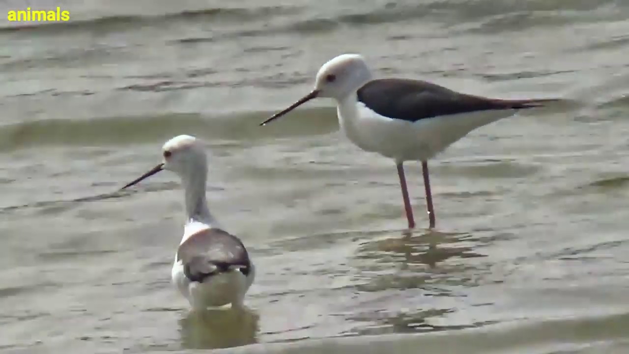 himantopus-himantopus-youtube