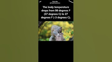 Ground squirrels hibernate #squirrel #shorts