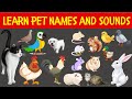 Domestic Animals Vocabulary | Learn Pet Animals &amp; Sounds | Dog, Cat, Chicken, Rabbit, Parrot, Duck