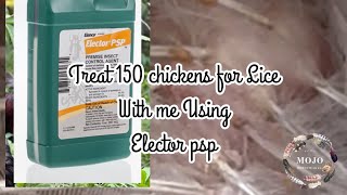 Treating Lice in Chickens using Elector psp