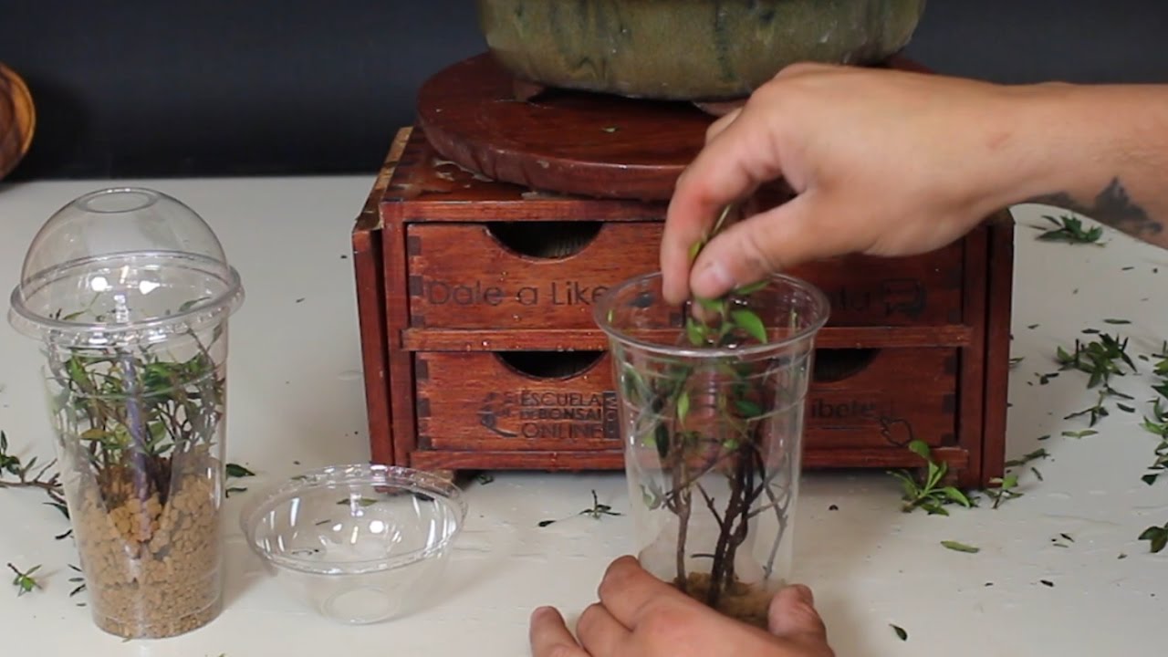 Esquejes de restos de poda - Jazmín chino