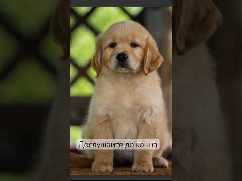 #dog #doglife #dogshorts #рекомендации #животные #собаки #жизнь #собака #верность #питомцы #любовь