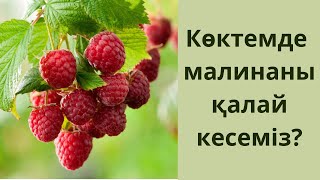 Көктемде малинаны қалай кесеміз