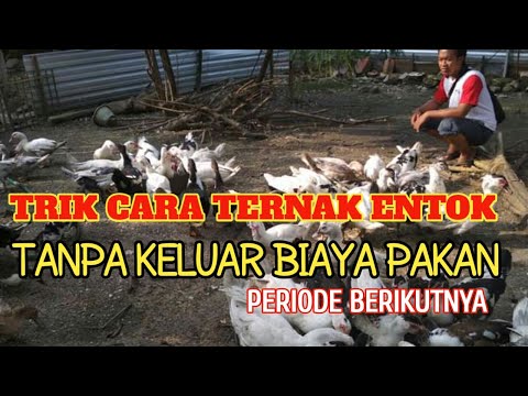 Video: Mengembangbiakkan Itik Seperti Pro