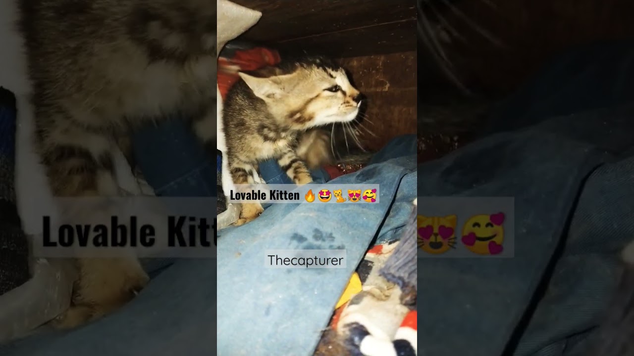 lovable Kitten with green eyes 😻🐈🥰 