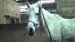 Halter Horse Training