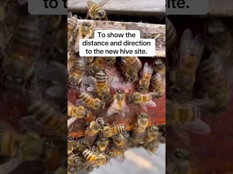 Bees Vote Too!