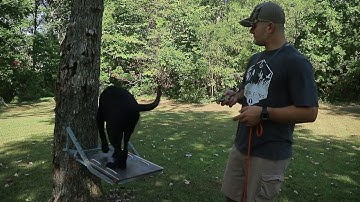 Duck Dog Training Pt. 9 | Collar conditioning |