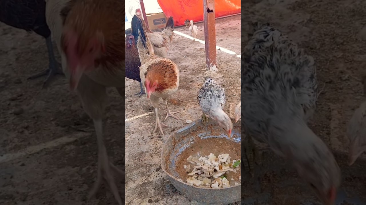 pearl hens village life 