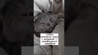 #spring #cat #видео #strawberry #мем #shortvideo #прикол #кот #юмор #shots #video #videos #shorts