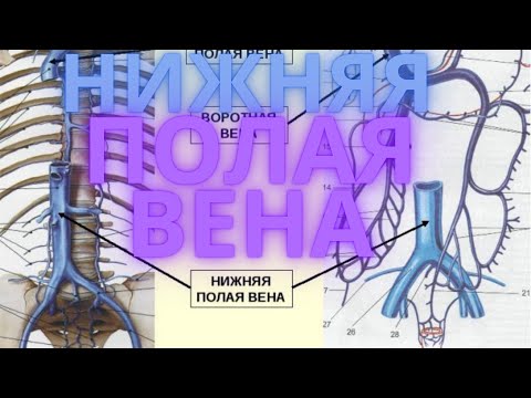 Как Выучить Нижнюю Полую Вену за 2 минуты?! - Легко!