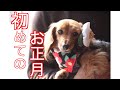 【元保護犬】犬用お節を食べながらのんびり過ごすお正月【カニンヘンダックスえびすに日常】