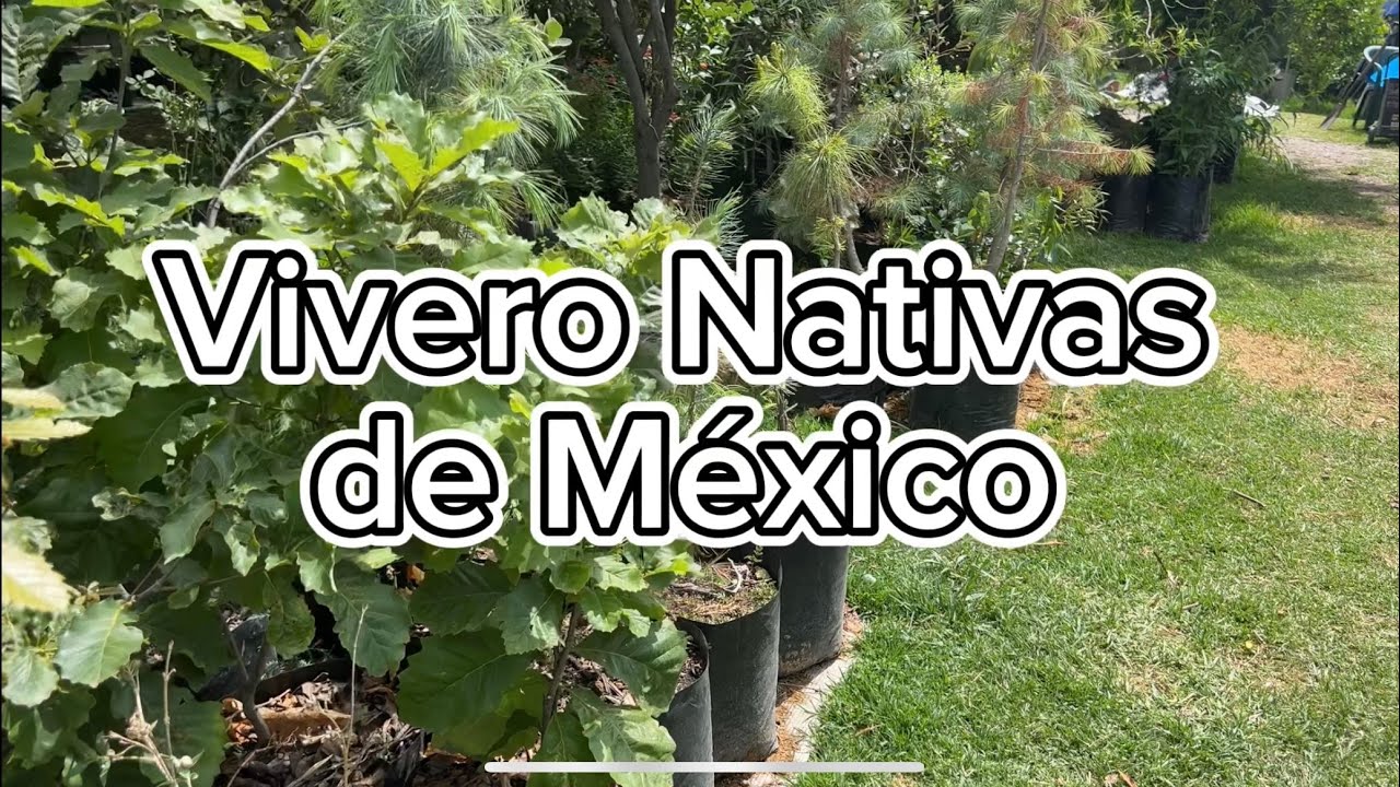 Vivero Nativas de México