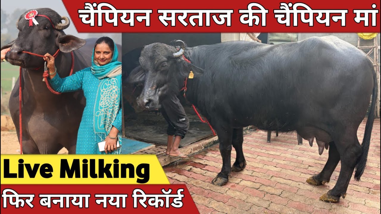 जिले का बना नया रिकॉर्ड, चैंपियन सरताज की चैंपियन मां (Final Live Milking) at Neeraj Malik