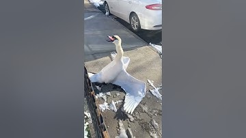 He came across this swan who was stuck in the fence 😳