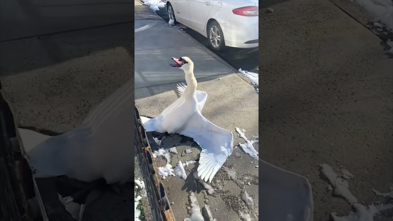 He Came Across This Swan Who Was Stuck In The Fence 