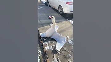 He came across this swan who was stuck in the fence 😳