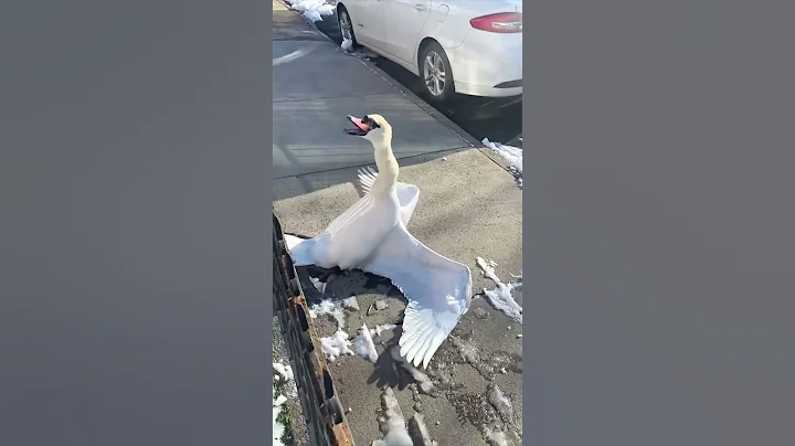 He came across this swan who was stuck in the fence 😳