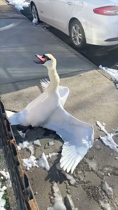 He came across this swan who was stuck in the fence 😳