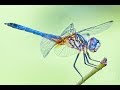 50 Most Beautiful Dragonflies in The World