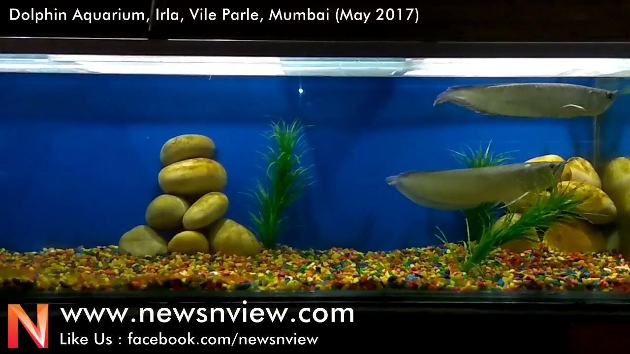 Dolphin Aquarium in Mumbai at Vile Parle Best Aquarium in Mumbai for