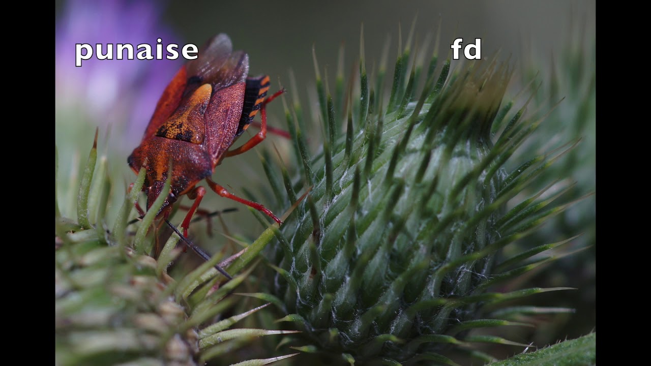 le monde miniature , les insectes - YouTube