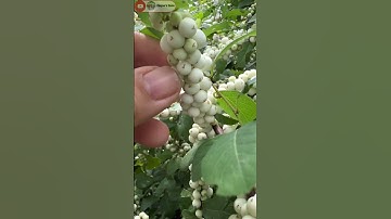 Hái quả dại tuổi thơ cây Cơm Nguội(Nổ Gai) ngọt và mọng nước-Chuyen’s Home #shorts