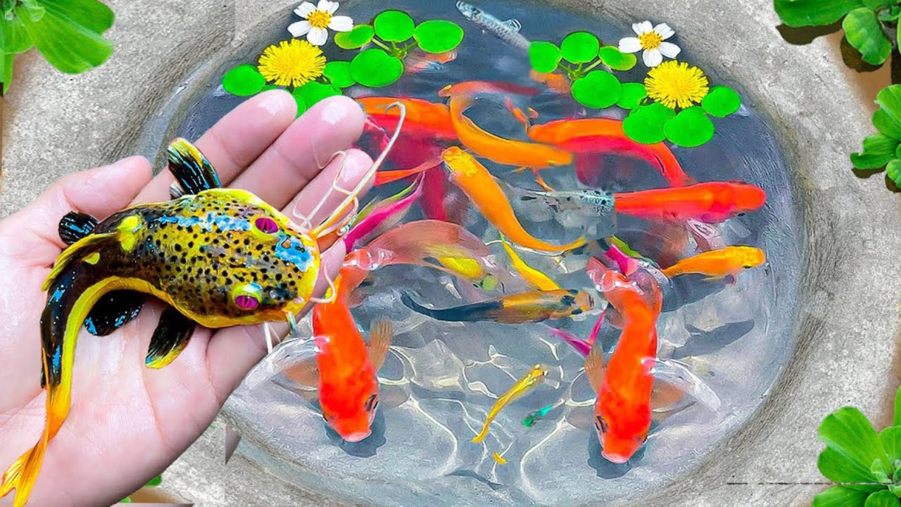 Amazing Catch Tiny Ornamental Catfish, Lionhead Goldfish, Koi, Angelfish     Best of Fishing video
