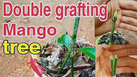 Double grafting, stone grafting on mango tree with 100% results