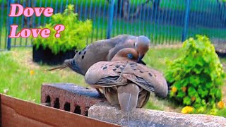 Mourning Dove Mating Ritual in 5 minutes