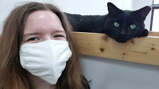 ADOPT A CAT TODAY!