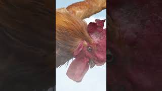 The Martial Arts Master Can't Even Beat A Chicken！#3D Animation #vfxhd#shorts image