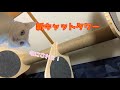 キャットタワー建てます！知らん間にくつろぐ鈴ちゃん