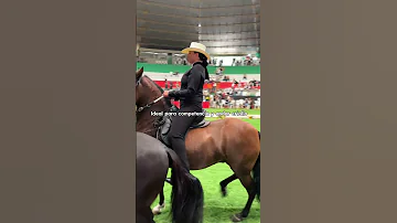 3 Tipos De Sillas Para Montar En Caballo Criollo Colombiano Encuentra Todas En Kuido 