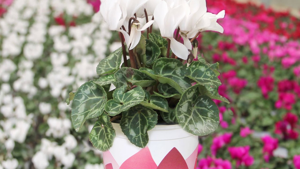 CYCLAMEN  MINI SEMPREFLORA