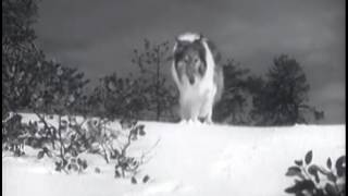 Lassie- S12E16 The gift of life