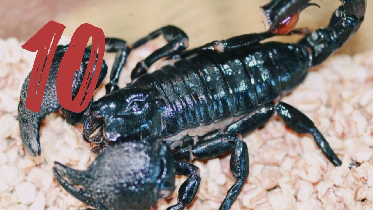 🦂10 Things you didn't know about Emperor Scorpions (Scorpion Facts) 🦂