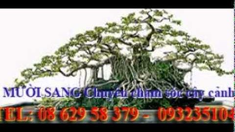 [[[0932351048.]] dịch vụ chăm sóc cây cảnh tại nhà  quận 9.tphcm